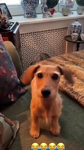 Try not to laugh | Benny Grant