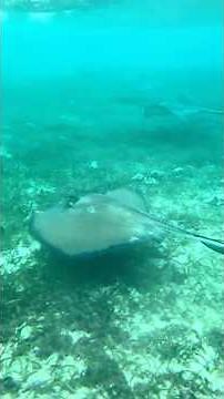 sharks & rays in the rain / belize snorkel / mexico rocks / ambergris caye