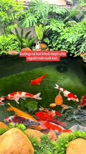 Dưỡng cá koi khoẻ đeph cho người mới nuôi koi.
