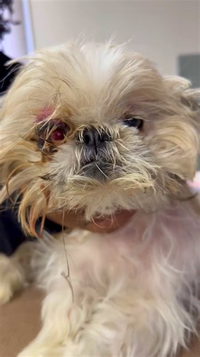 Animal Vision Center of VA - Veterinary Ophthalmologist on Instagram: "👀After a fight with another dog, Dixie came to us with severe eye damage. In cases like this, eye removal (enucleation) may sound dramatic, but when an eye is painful and cannot be saved it can truly be the kindest option. 👩‍⚕️ Removing the eye allows pets to live a pain-free, comfortable life, and the amazing part is how quickly they adapt. Most are back to eating, playing, and acting like themselves again in no time. 👁️