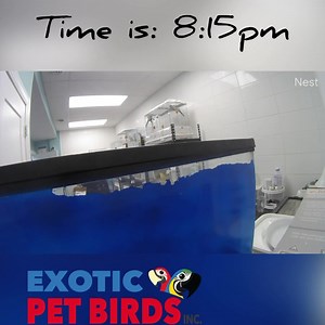 If you own a pet bird this video is a much watch to learn from!!❤️🐣 | Exotic Pet Birds, Inc.