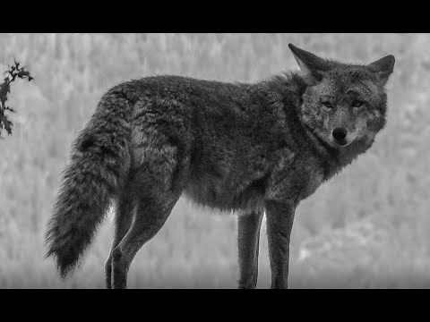 Coyote, The Trickster - Traditional Native American Storytelling