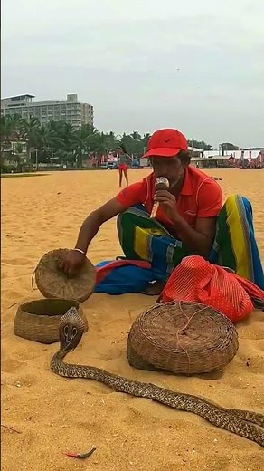 This cobra won't stop dancing to his music #viral #snake