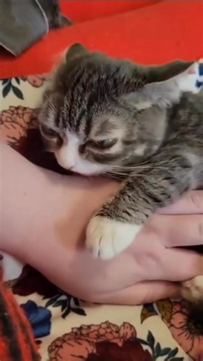 Winky is the sweetest wake up alarm 🥰 #cat #dwarfcat #dwarfism #tinycat #cutecat #catvideos #kitten | Winkythedwarfcat
