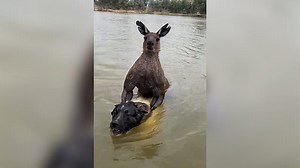 Man fights off kangaroo trying to drown his dog