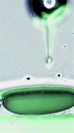 Biological control of Mosquitos