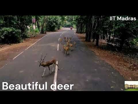 Drone view | IIT Madras