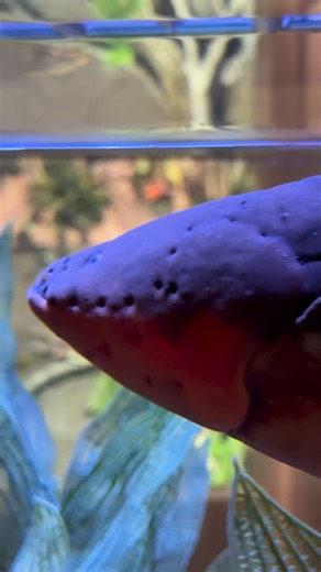 Today was a good day #aquarium #duluth #animals | Devon the Nature Guy