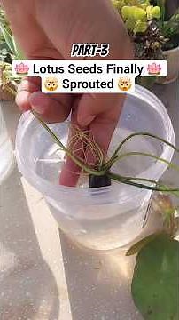 Lotus Seeds Sprouting to Big Pot Transfer 🪷 #futurelovegardening #garden #lotus #plants #gardening