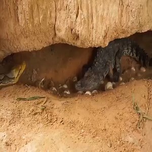 344K views · 3.3K reactions | Python attacked the crocodile family Join my group : Animals Kingdom  Thank you so much  | Animal Home | Facebook