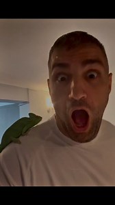 My Chameleon escaped 😳 #explorepage #comedy #viralmemes #memes #fyp #toofunny #SocialExperiment #UnexpectedTwist #ChameleonChallenge #chameleonbreeder #chameleon | Robert OMG