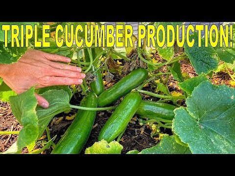 Grow MORE CUCUMBERS Than EVER With This Variety And One Simple Tip