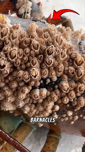 What’s the Difference Between Barnacles, Goose Barnacles, and Gooseneck Barnacles? Follow Our Social Media: IG: @el_nin0_tv TT: el_nino_tv FB: El Nino TV YT: EL NINO TV #turtle #turtles #sea #seaturtle #barnacle #barnacles #save #rescue #sealife #ocean #oceanlife #marine #animals #animalsfacts #viral #viralvideo #viralreels #trending #trendingreels #reels #reelsviral #fyp #fypreels #fypジ #fypシ゚ #fypシ❤️💞❤️ #fblifestyle | El Nino TV