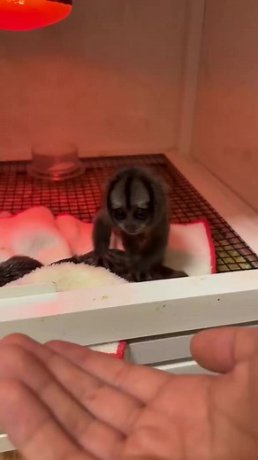 35K views · 515 reactions | Marmoset #baby #marmoset #monkey #fyp #pet | Entertainment | Facebook