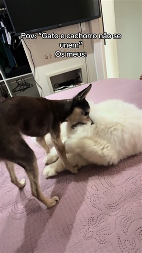 Gatos e cachorros, são unidos ou nao ? 🤣🤣 #fyyyyyyyyyyyyyyyyyyy