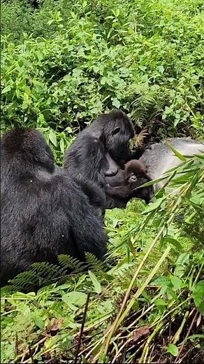 Diet and Feeding Habits of Mountain Gorillas