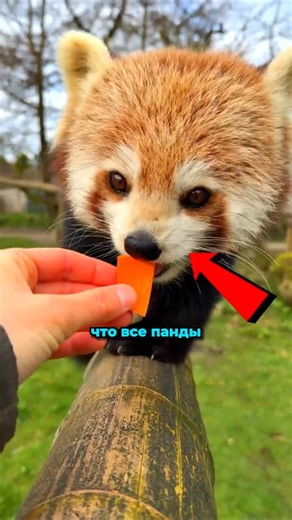 Ты не поверишь, что это панда