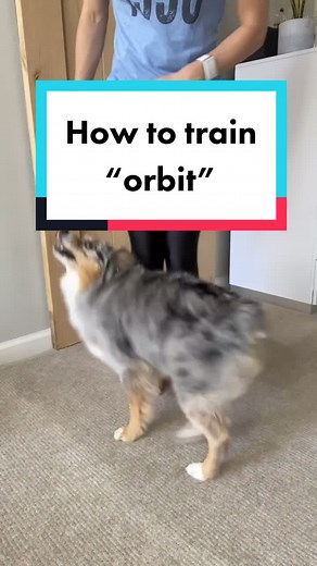 Building Rear End Awareness: Training Your Mini Aussie with the Orbit Trick