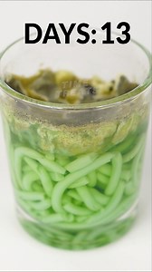 Decomposing sweets timelapse | Time Treats