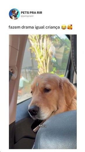 fazem drama igual criança❤️🐶