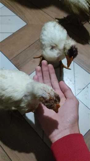 No Food in Hand… See How My Chicks React! #shorts #chicks #cuteanimals #handfeeding #animalreaction