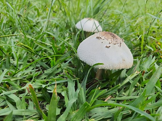 How To Get Rid Of Mushrooms And Toadstools  - Bunnings Australia