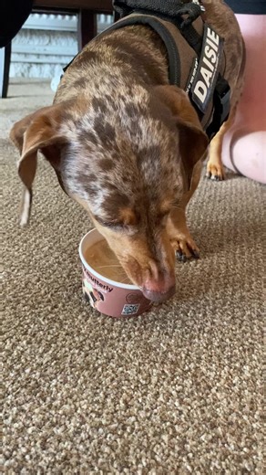 daisie the dapple dachshund on TikTok