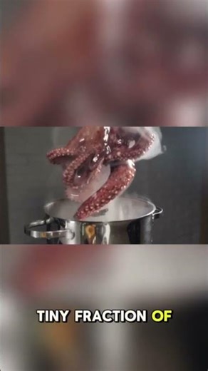 Could This Incredible Octopus Escape from the