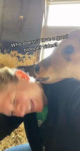 Playful Calves in a Barn: Heartwarming Bloopers