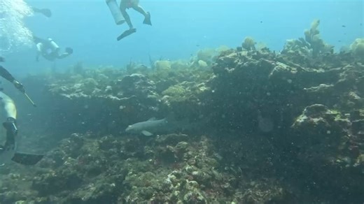 Barbados Blue on Reels