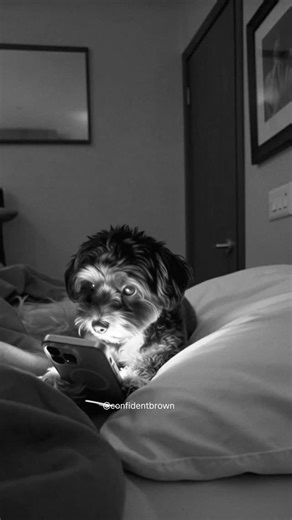 Patrick A. Brown on Instagram: "Kya, my Tik Tok addicted dog."