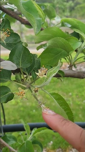Apple Blossom Thinning Methods Spring Apple Orchard Management