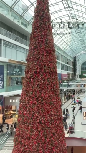 Elevator Ride Up facing Toronto Tallest Indoor Christmas Tree (2025)