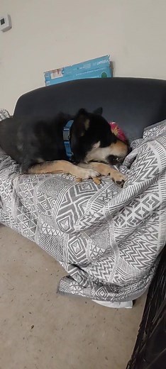 Wyatt enjoying some play time and treats 😆 | For the Love of Dogs- foster, adopt, & volunteer at MCAW