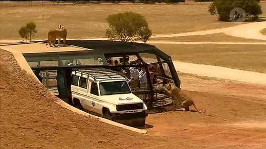 ENTER THE LIONS’ DEN: Monarto Zoo opens Lions 360 enclosure, allowing visitors to enter the world of the majestic feline. #TenNews | 10 News