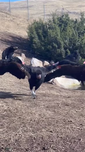 Charging into International Vulture Awareness Day like… That’s right! The first Saturday of September honors the glory (and yes, some of the gory) that is the vulture. California condors are one of 23 vulture species worldwide, each playing a vital role as nature’s cleanup crew. By feeding on carrion (animal carcasses), these scavengers help keep ecosystems clean, healthy and disease-free. ♻️ Video of a juvenile California condor galloping by USFWS #californiacondor #internationalvultureawarenes