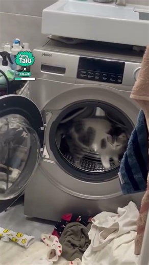 Cat uses washing machine as treadmill