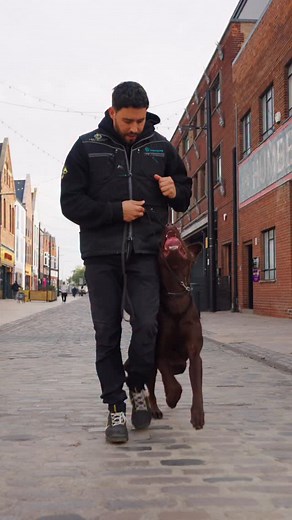 🔥 FENTON IS HERE! 🔥 The one and only Labrador and our first in protection work for years! 💥 This boy has it all: sharp obedience ⚡, powerhouse scent and search work 👃, and a bite like a crocodile 🐊! He’s full of life, drive, and pure Labrador love. ❤️ Fenton’s the total package big happy personality that wins everyone over. His journey’s been an absolute blast and he’s still levelling up every day. 💥 Available to reserve soon don’t sleep on this one! Stay tuned for updates FENTON’S COMING 