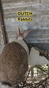 Dutch Rabbit Breed #rabbits #rabbit #rabbitfarming