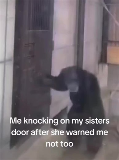 Sisterly Love: A Collection of Funny Memes