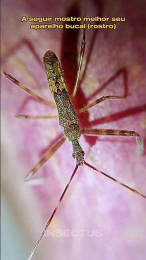 Percevejo predador (Reduviidae) #shorts #animal #insetos #percevejo #predador #natureza #insectus