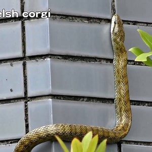 You cannot believe that snakes do it You and your family, please check your garden regularly | Cute Snake TV