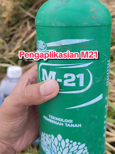 Cara Efektif Menggunakan M21 dan Asam Humat untuk Padi