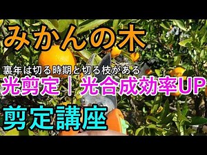 『みかんの木・光剪定講座｜“切る時期”と“切る枝”だけで甘さが変わる』