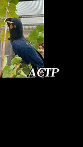 2.7K views · 736 reactions | Behind all these adorable parrot moments...