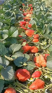 Căpșuni bio😱 #bio #capsuni #rod #strawberry | Ferma Gugu