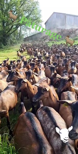 #lait #chèvre #ferme #agriculture #animaux #paturages