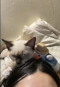 Bạn có những em mèo tinh nghịch, nhưng lại gần bạn ẻm luôn soft 🥰🥰🥰❤️‍🩹 #yeumeo #meoxiem #cat #lovecat