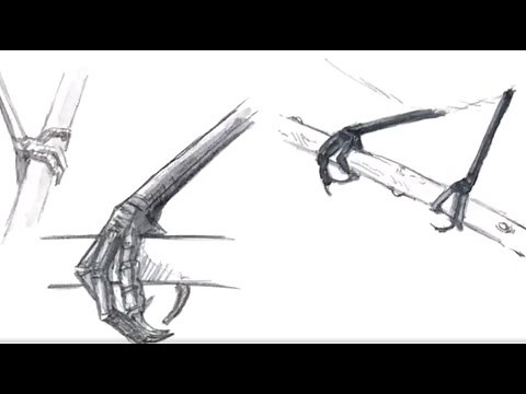 How to Draw Bird Legs and Feet