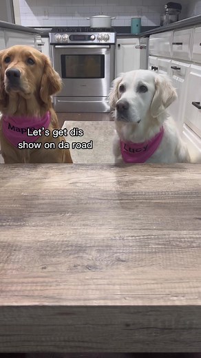 753K views · 20K reactions | A Berry good food review - Food Swap #foodie #doggo #berry #doglife #goldenretriever #foods #foodreview #funny #besties | Maple Sweet Golden | Facebook